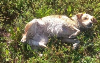 В Беларуси сотрудники МЧС спасли из воды обессиленную собаку