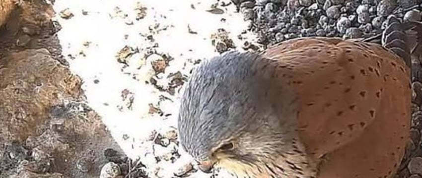 В Бресте ведут прямой эфир из гнезда редкой птицы. Что там интересного?