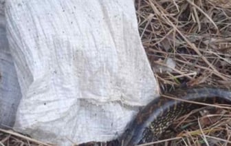 В Ганцевичском районе задержаны браконьеры