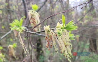 Какой погоды ждать на наступившей неделе?