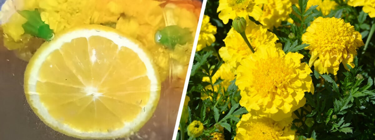 Эта закатка затмит берёзовый сок. Как сделать компот из бархатцев? — Полезно