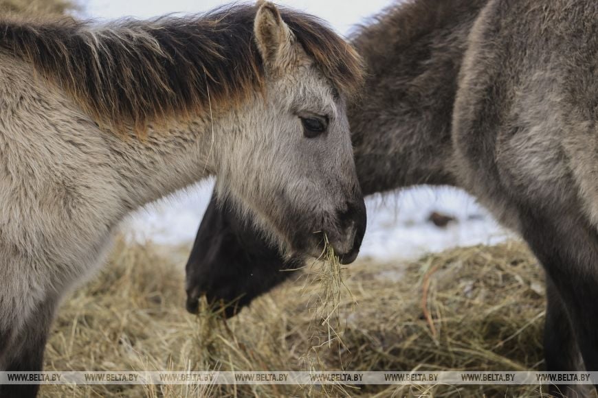 В заказнике «Споровский» туристам планируют показывать тарпанов и туров на вольном выпасе