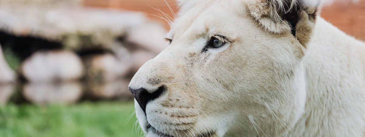 Штат Луизиана одобрил оплату госуслуг биткоином и USDC