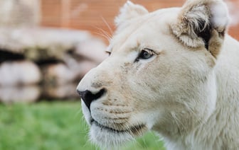 Штат Луизиана одобрил оплату госуслуг биткоином и USDC