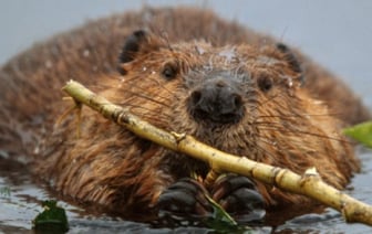 Колодец с провалившемся бобром заполнили водой, чтобы зверь мог выбраться