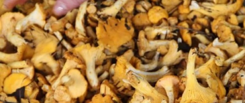 Среди самых дорогих позиций - чеснок, лисички, брусника. Что почем закупает Белкоопсоюз у огородников