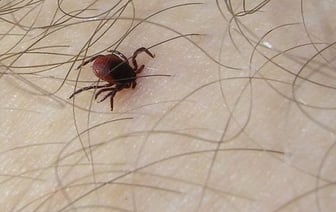 Увеличение числа пострадавших от укусов клещей в Брестской области