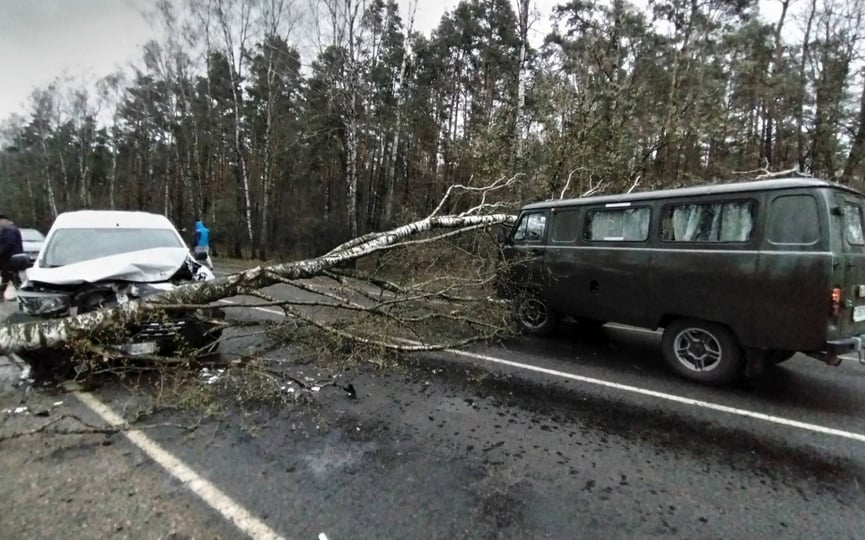 Упавшее на дорогу дерево стало причиной ДТП. Случай в Брестской области