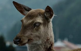 Вирус «зомби-оленя» может угрожать людям