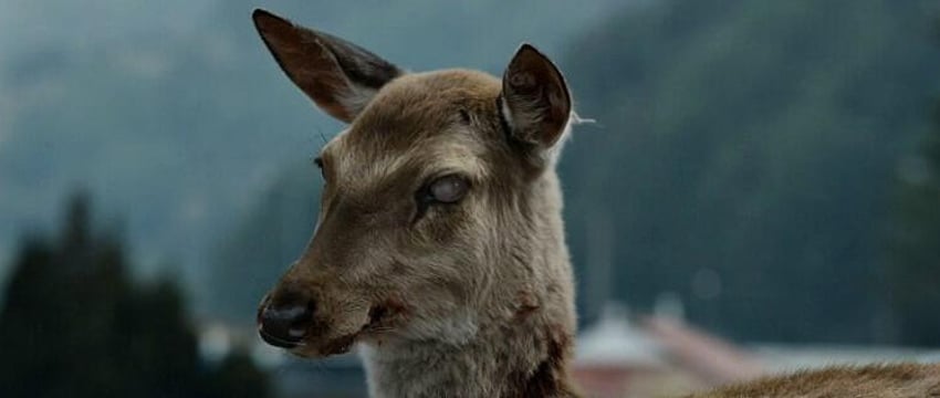 Вирус «зомби-оленя» может угрожать людям