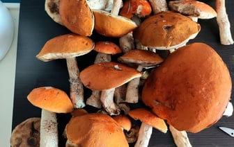 Грибное сумасшествие: белорусы делятся фотографиями лесного урожая