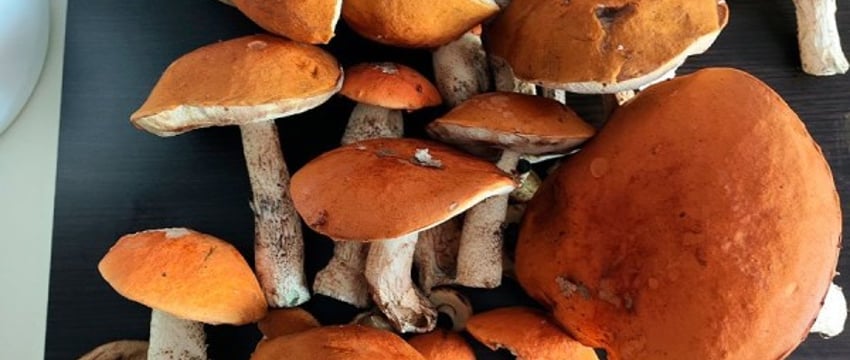 Грибное сумасшествие: белорусы делятся фотографиями лесного урожая