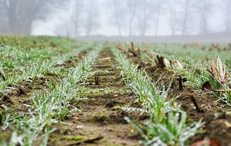 Ученый из Гомеля открыл новый вид грибов и назвал его в честь полочанина Франциска Скорины