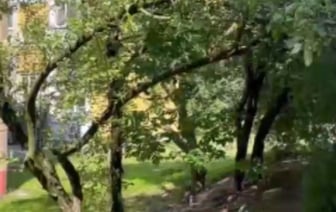 Мужчина вызвался строить шалаш с девочками и начал приставать к одной из них