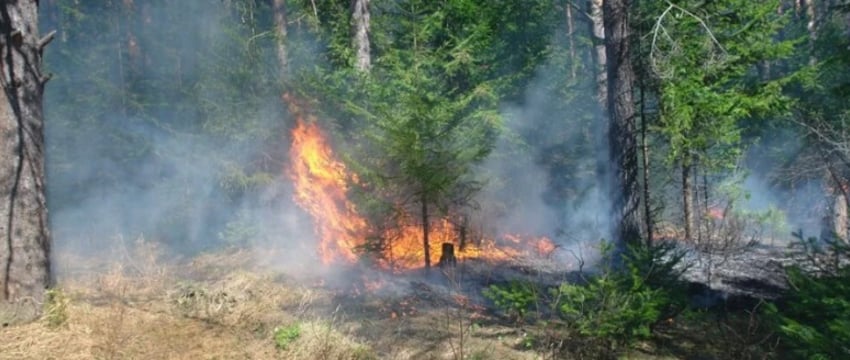 Чрезвычайная пожарная опасность в Гомельской области
