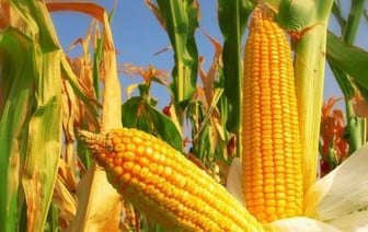 Ученый НАН объяснил, почему белорусская кукуруза уступает импортной