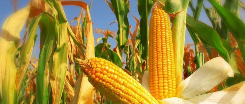 Ученый НАН объяснил, почему белорусская кукуруза уступает импортной