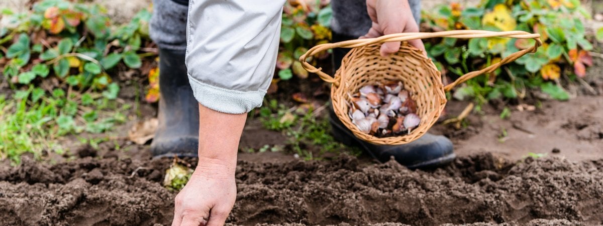 Когда садить озимый чеснок осенью? Вот на месте каких овощей он вырастет с кулак — Полезно