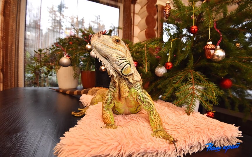 «А дома – дракон в миниатюре». Символ года живет в Барановичском районе