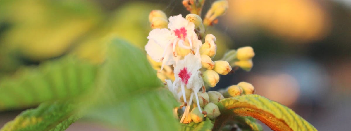 Фотофакт. В Гродно зацвел… каштан