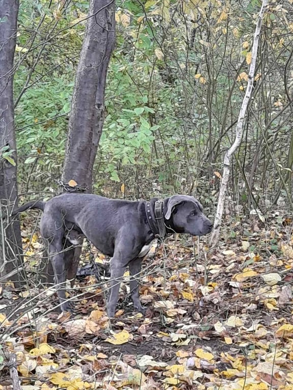В Бресте хозяева привязали собаку к дереву и бросили умирать