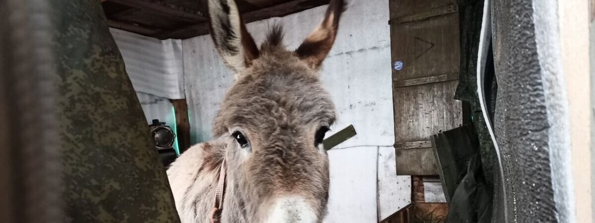 В Госдуме России объяснили, зачем отправляют на фронт ослов