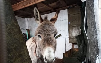 В Госдуме России объяснили, зачем отправляют на фронт ослов