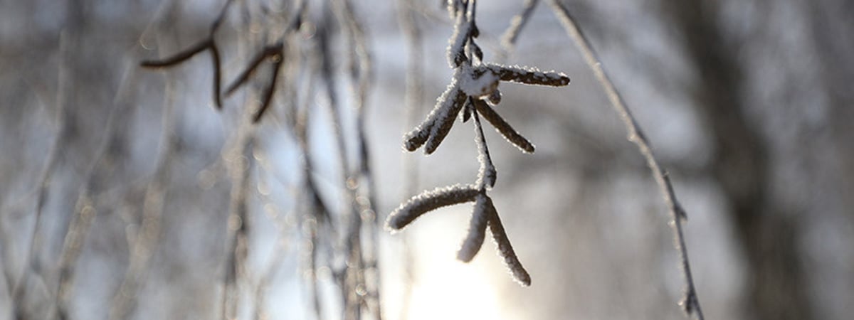 Это вообще зима?! Какой будет неделя с 9 по 15 декабря