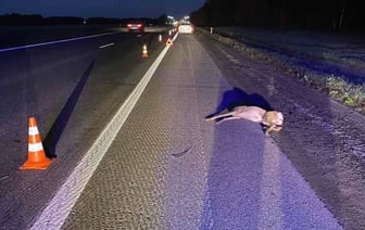 Водитель сбил косулю, выбежавшую на трассу М1 под Брестом