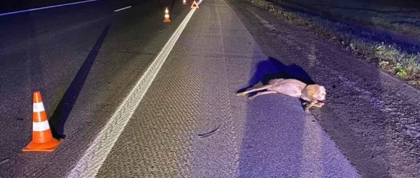 Водитель сбил косулю, выбежавшую на трассу М1 под Брестом
