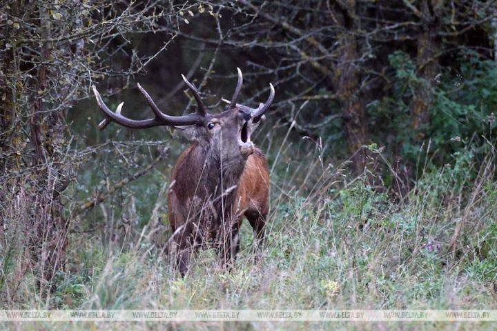 Фото из открытых источников (иллюстративное)