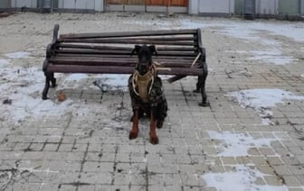 Полк Калиновского сообщил о раненых и погибшем Магнусе