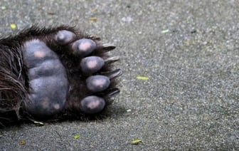 ДТП с медведем: новый уровень аварий на белорусских дорогах