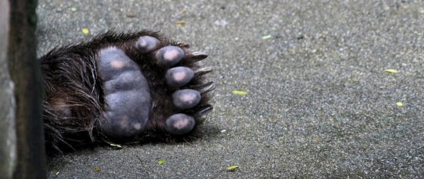 ДТП с медведем: новый уровень аварий на белорусских дорогах