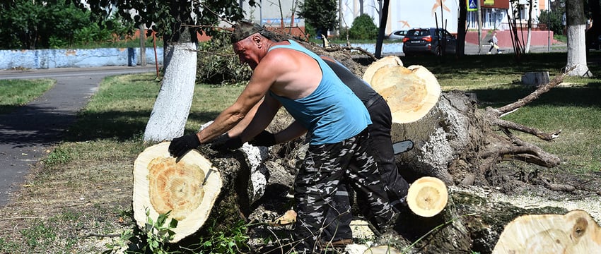 Одни упали, другие держатся на честном слове. Как убирают бурелом во дворах Гомеля