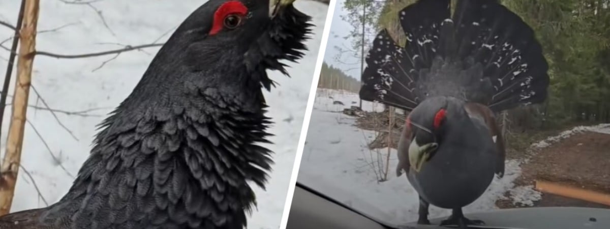 «Хватит, не надо» — На Витебщине глухарь «атаковал» машину — Видео