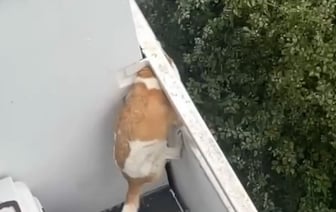 В Москве запертая собака умирала от голода и жажды на балконе - ее спасли. Видео