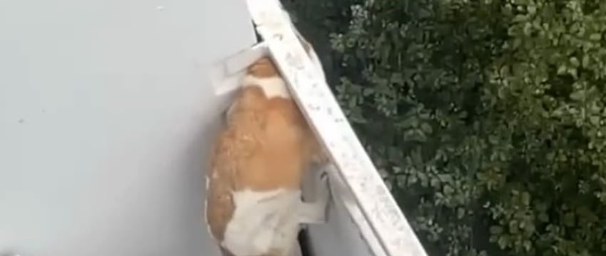 В Москве запертая собака умирала от голода и жажды на балконе - ее спасли. Видео