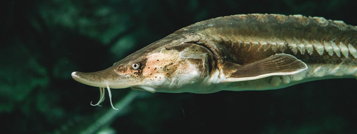 Германия и Финляндия начали расследование из-за разрыва подводного кабеля связи