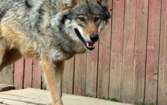 Волка ищут в Витебске: милиция дежурит в городе круглосуточно