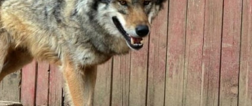 Волка ищут в Витебске: милиция дежурит в городе круглосуточно