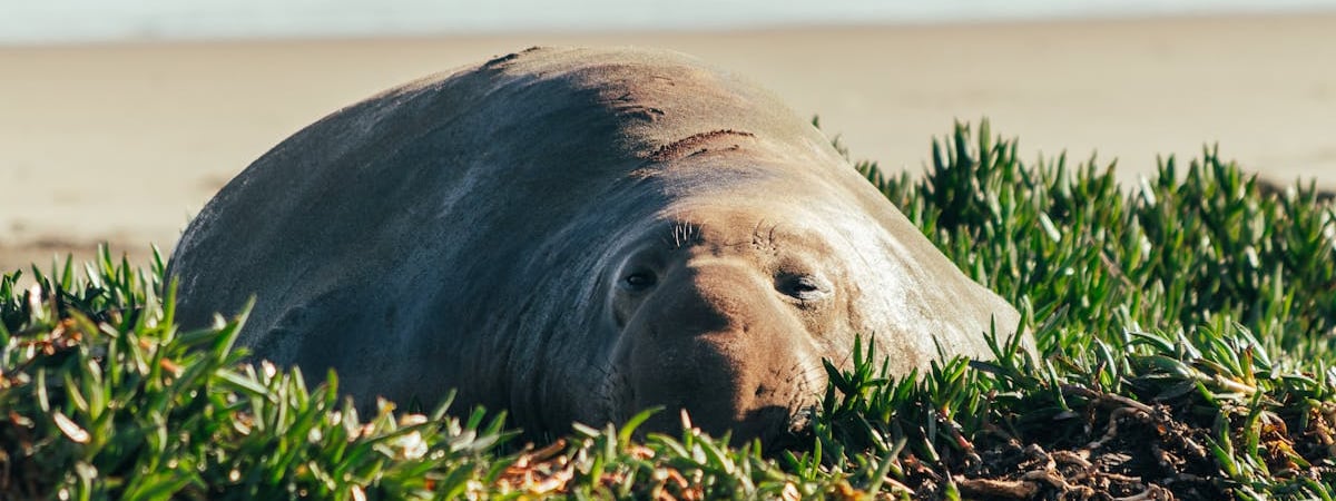 Медведи в бассейне: мимишность зашкаливает