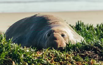 Медведи в бассейне: мимишность зашкаливает