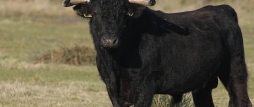 Бык насмерть затоптал мужчину в Брестской области