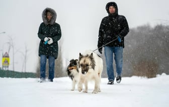 Штраф до 1200 руб. В ЖКХ предупредили об ошибках в содержании домашних животных