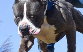 Кому запрещено заводить собак опасной породы и полный перечень таких пород