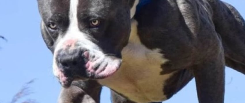 Кому запрещено заводить собак опасной породы и полный перечень таких пород