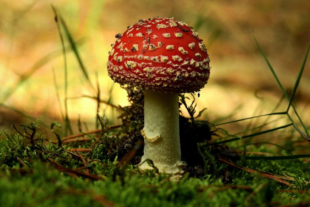 Фото: pixabay (иллюстративное)