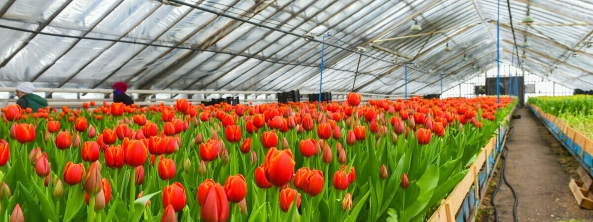 «До 500 штук нераспроданных» — Белорусские фермеры рассказали, сколько зарабатывают на тюльпанах к 8 марта