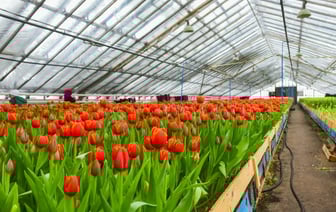 «До 500 штук нераспроданных» — Белорусские фермеры рассказали, сколько зарабатывают на тюльпанах к 8 марта